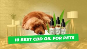 Best Cbd oil for pets