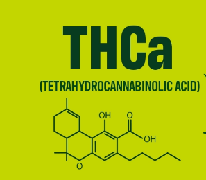 THCA vs THC