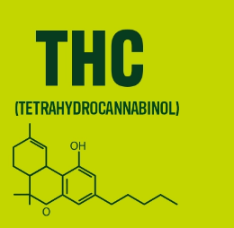 THC vs THCA